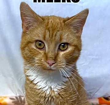 Photo of Meeko
