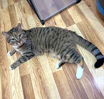 Photo of Ginger