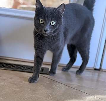 Photo of Tinsel