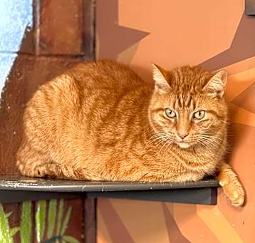 Photo of Rusty