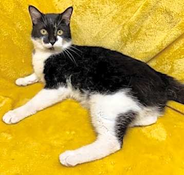 Photo of Mr. Whiskers