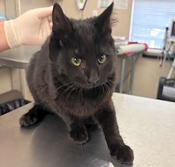 Photo of Salem