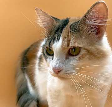 Photo of Sophia Kitty