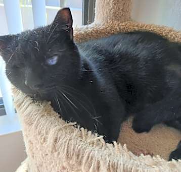 Photo of T'Challa
