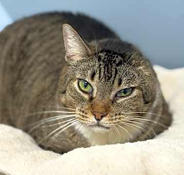 Photo of Harvey