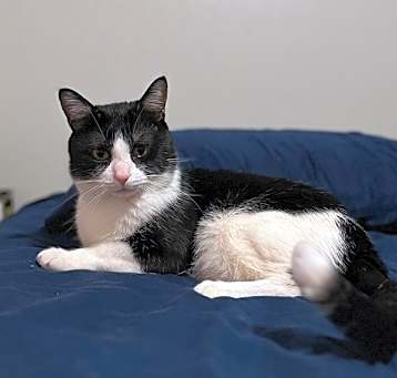 Photo of Oreo