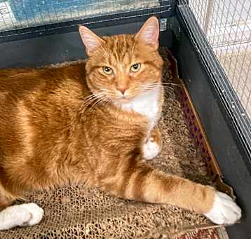 Photo of Billy the Cat