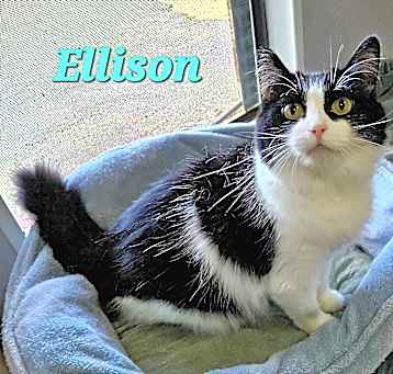 Photo of Ellison