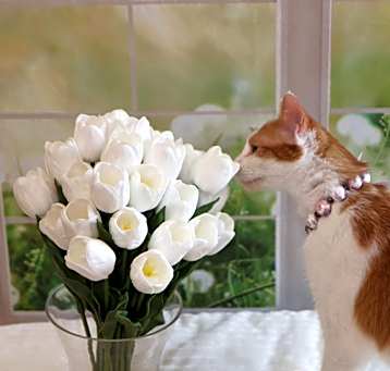 Photo of Ginger Sue