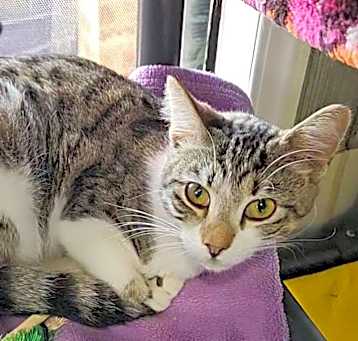 Photo of Maple