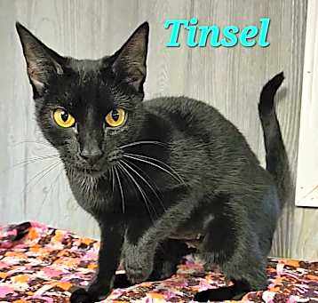 Photo of Tinsel