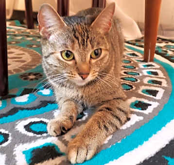 Photo of Willow