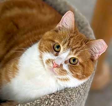 Photo of Oliver