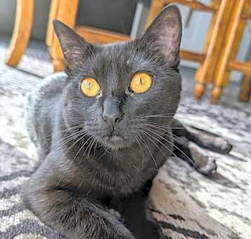 Photo of Olive