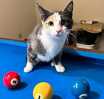 Photo of Dewey