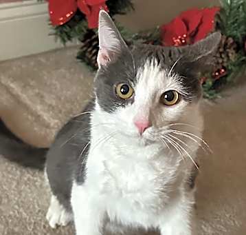 Photo of Louie