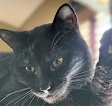 Photo of Luna