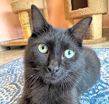Photo of Gambit