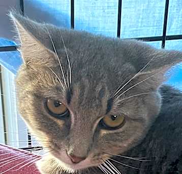 Photo of Circe