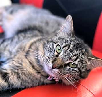 Photo of Indy