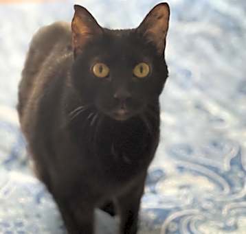 Photo of Bugsy