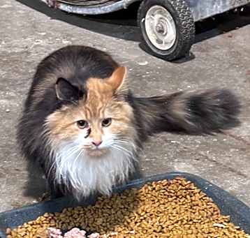 Photo of Teardrop