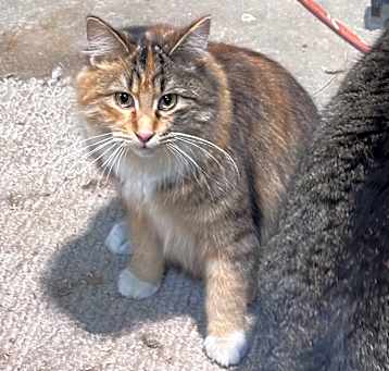 Photo of Mischief