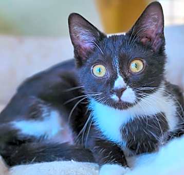 Photo of Ripley