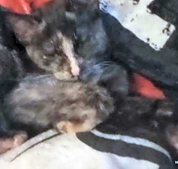 Photo of ZCL kitten 2