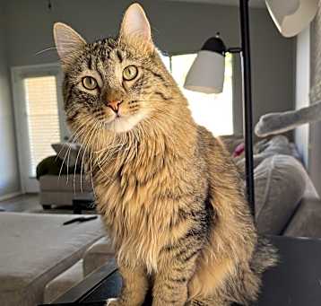 Photo of Rocco