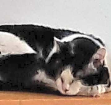 Photo of Boomer (courtesy post)