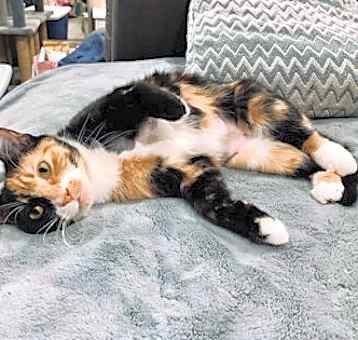 Photo of Roo