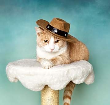 Photo of Tater