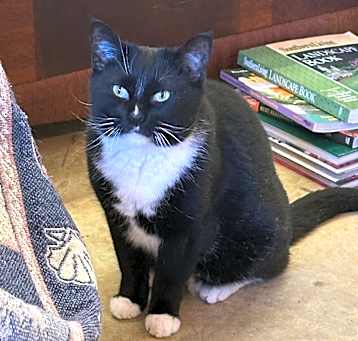 Photo of Shadow