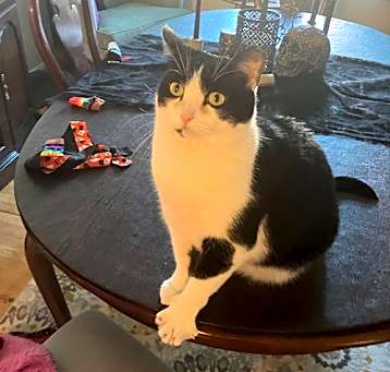 Photo of zz 'Milo' courtesy listing