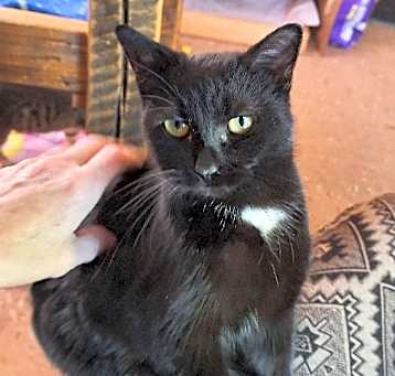 Photo of Luna
