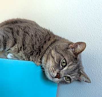 Photo of Maximus