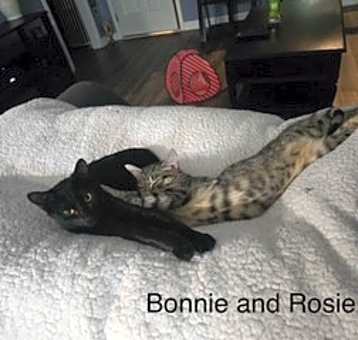 Photo of Rosie