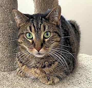 Photo of Peanut