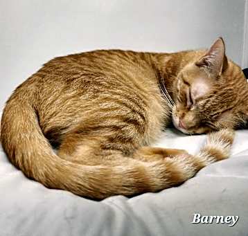 Photo of Barney