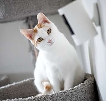 Photo of Peaches