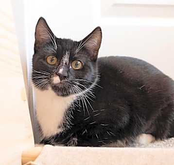 Photo of Cookie