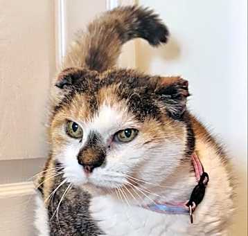 Photo of Pumpkin