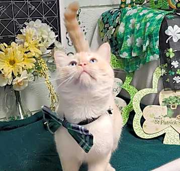 Photo of Akit