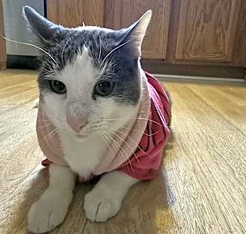 Photo of Gucci