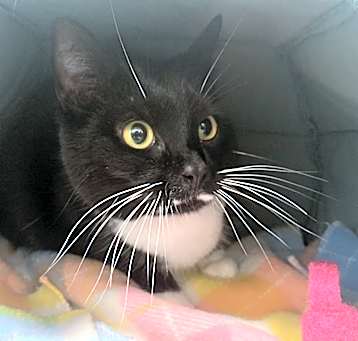 Photo of Mrs.Boots (Lil' Pea)