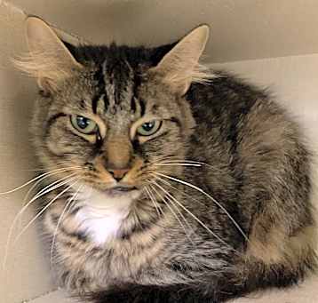 Photo of Mowgli