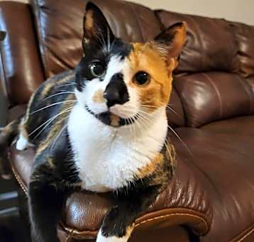 Photo of Ginger