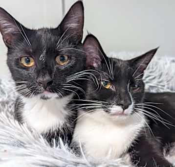 Photo of Tom Haverford (paired with Ron Swanson)