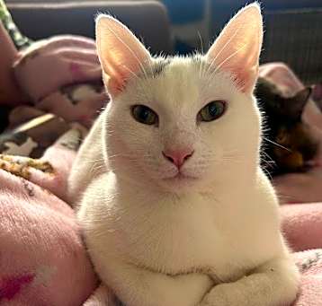 Photo of Star